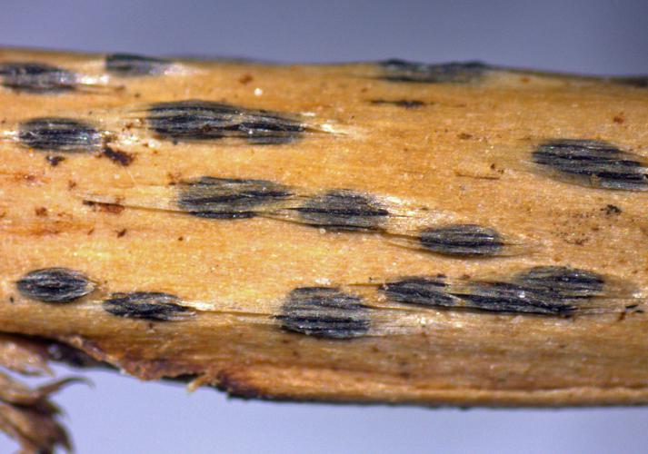 Dangeardiella macrospora © E. Stöckli