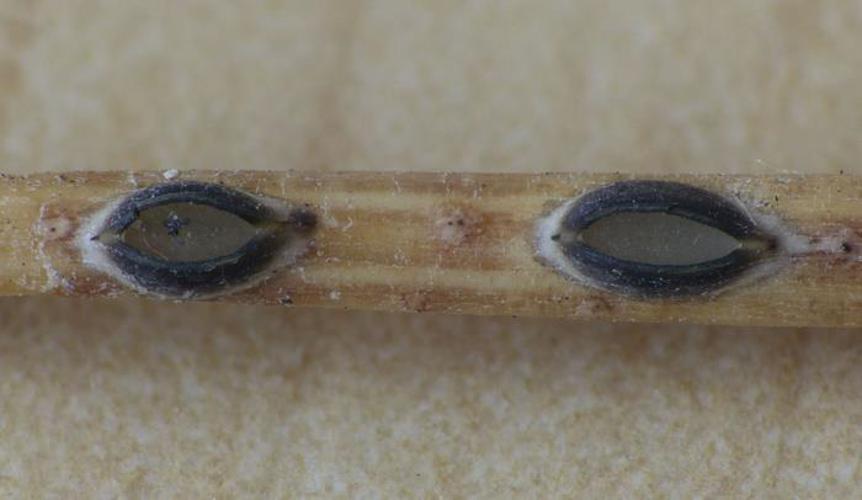Lophodermium seditiosum – aspect macroscopique ; sur aiguille de Pinus cembra © A. Mombert (Ascomycètes)