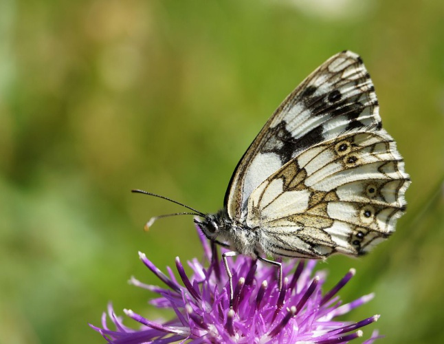 Demi-deuil © Ludovis Imberdis - Parc national des Ecrins