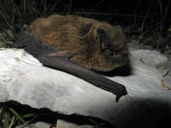Pipistrelle de Kuhl © Marc Corail - Parc national des Ecrins